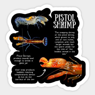 Animal Facts - Pistol Shrimp Sticker